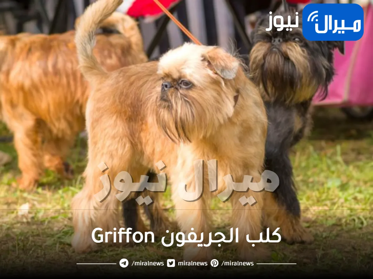 كلب الجريفون Griffon لعوب جدا مع الاطفال