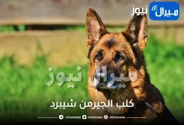 جميع المعلومات عن كلب الجيرمن شيبرد German Shepherd او الراعي الألماني