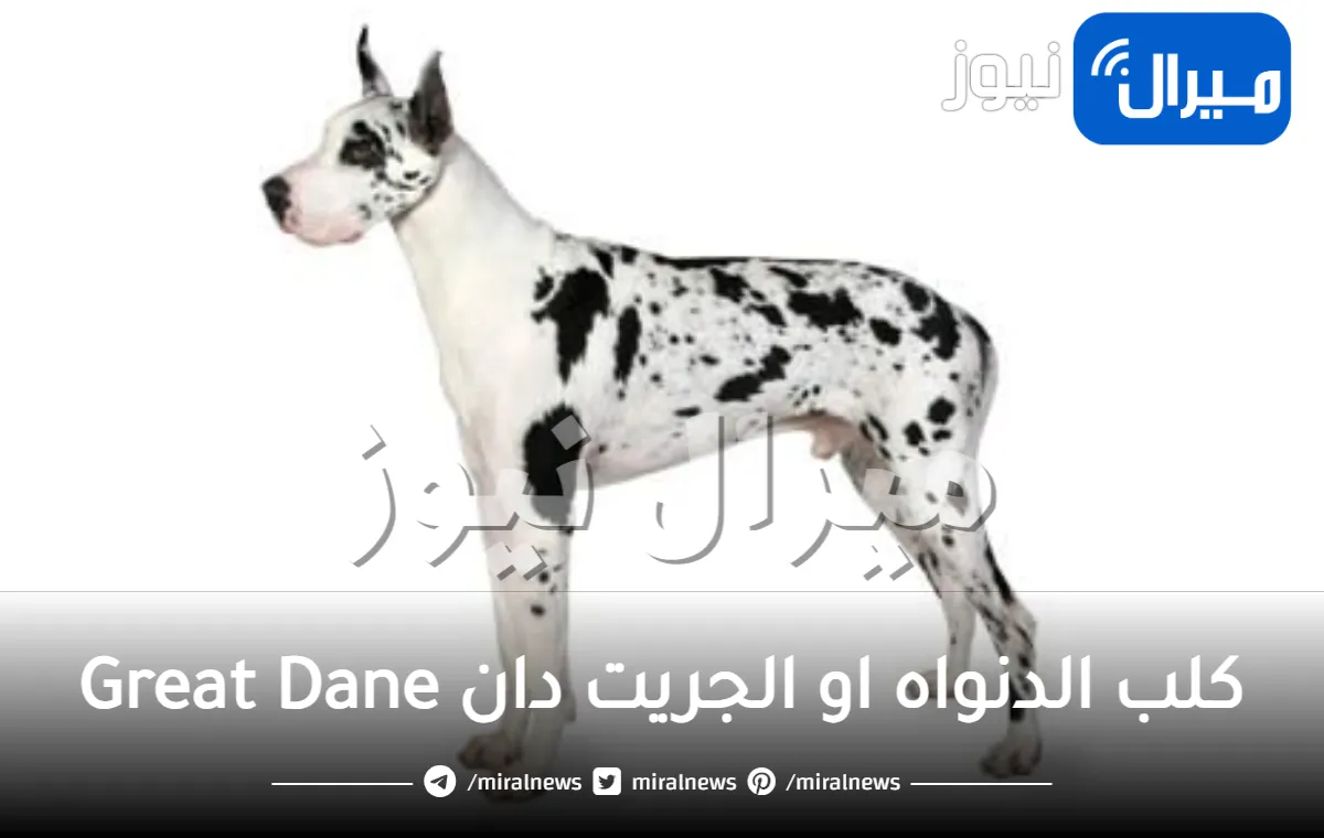 جميع المعلومات عن كلب الدنواه او الجريت دان Great Dane