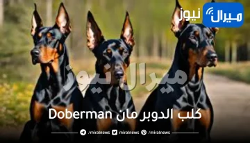 جميع المعلومات عن كلب الدوبر مان Doberman