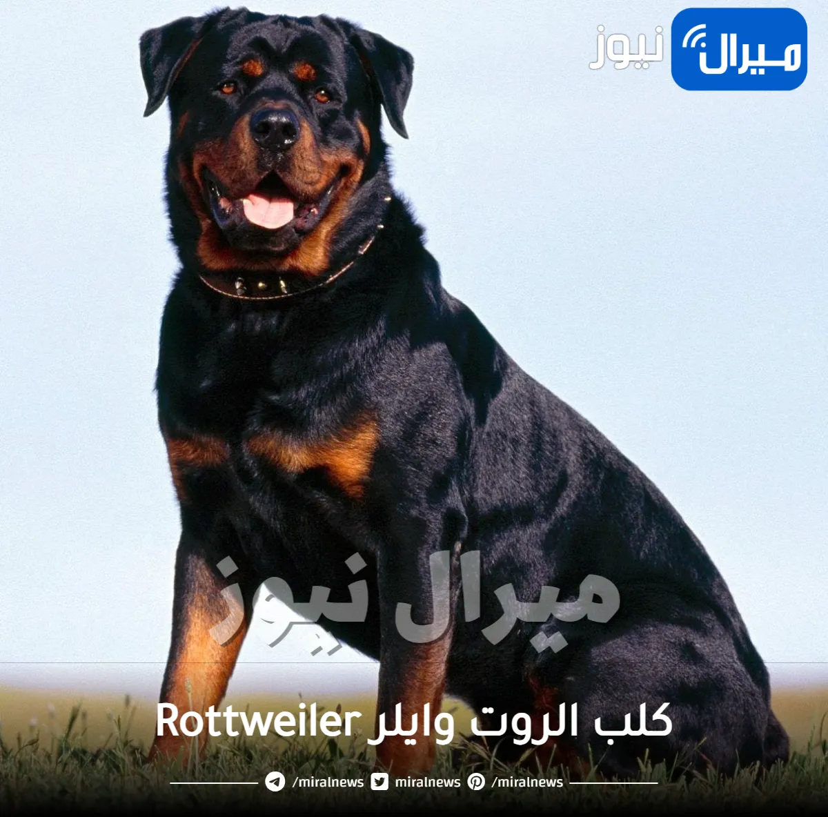 جميع المعلومات عن كلب الروت وايلر Rottweiler او روت فايلر