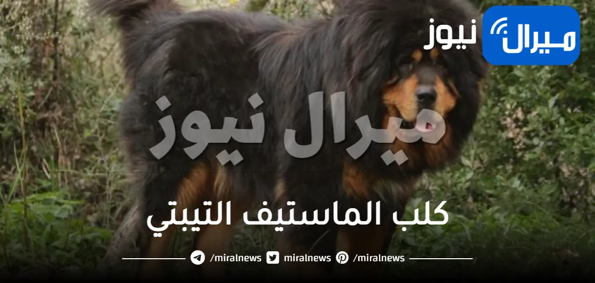 جميع المعلومات عن كلب الماستيف التيبتي او تبتيان ماستيف Tibetan Mastiff