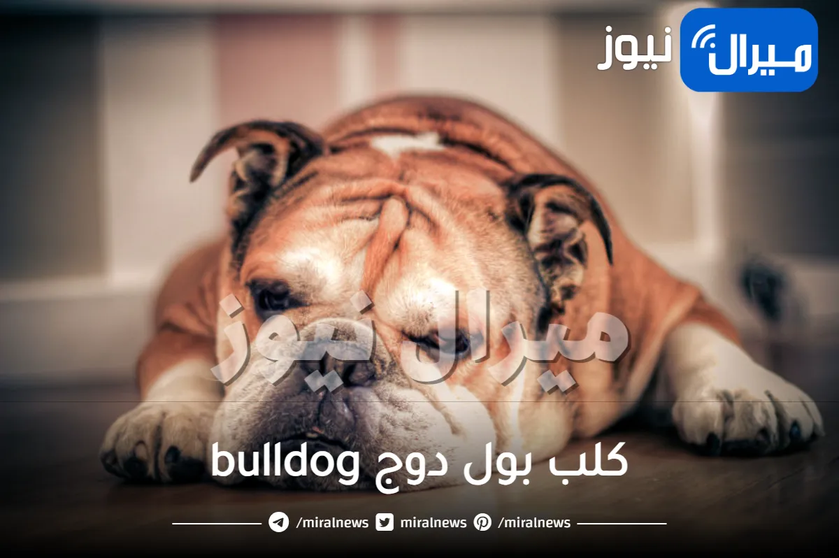 جميع المعلومات عن كلب بول دوج bulldog او بولدوغ