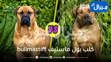 جميع المعلومات عن كلب بول ماستيف bullmastiff