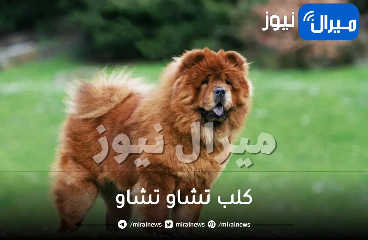 جميع المعلومات عن كلب تشاو تشاو