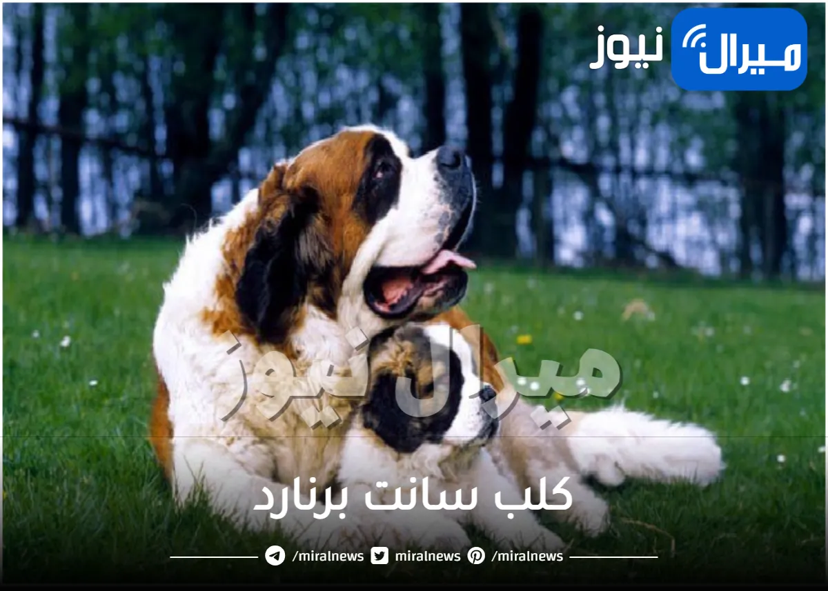 جميع المعلومات عن كلب سانت برنارد Saint Bernard