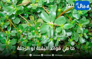 ما هي فوائد البقلة او الرجلة
