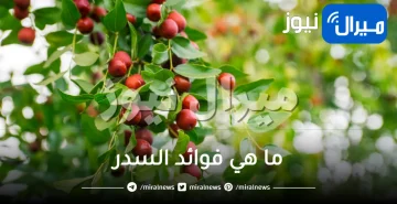ما هي فوائد السدر .. تعرفي على فوائدها ووصفاتها