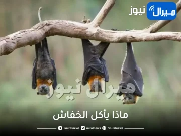 ماذا يأكل الخفاش