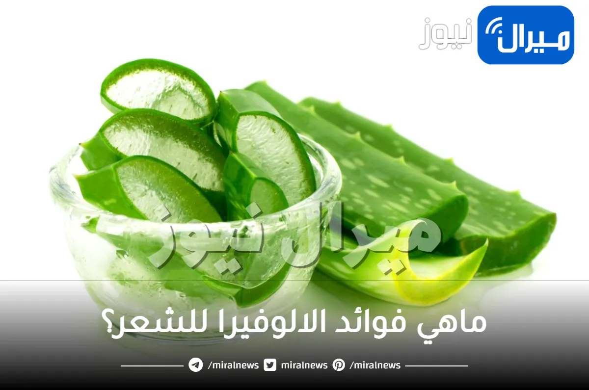 طريقة استخدام الالوفيرا للشعر