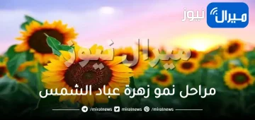 مراحل نمو زهرة عباد الشمس