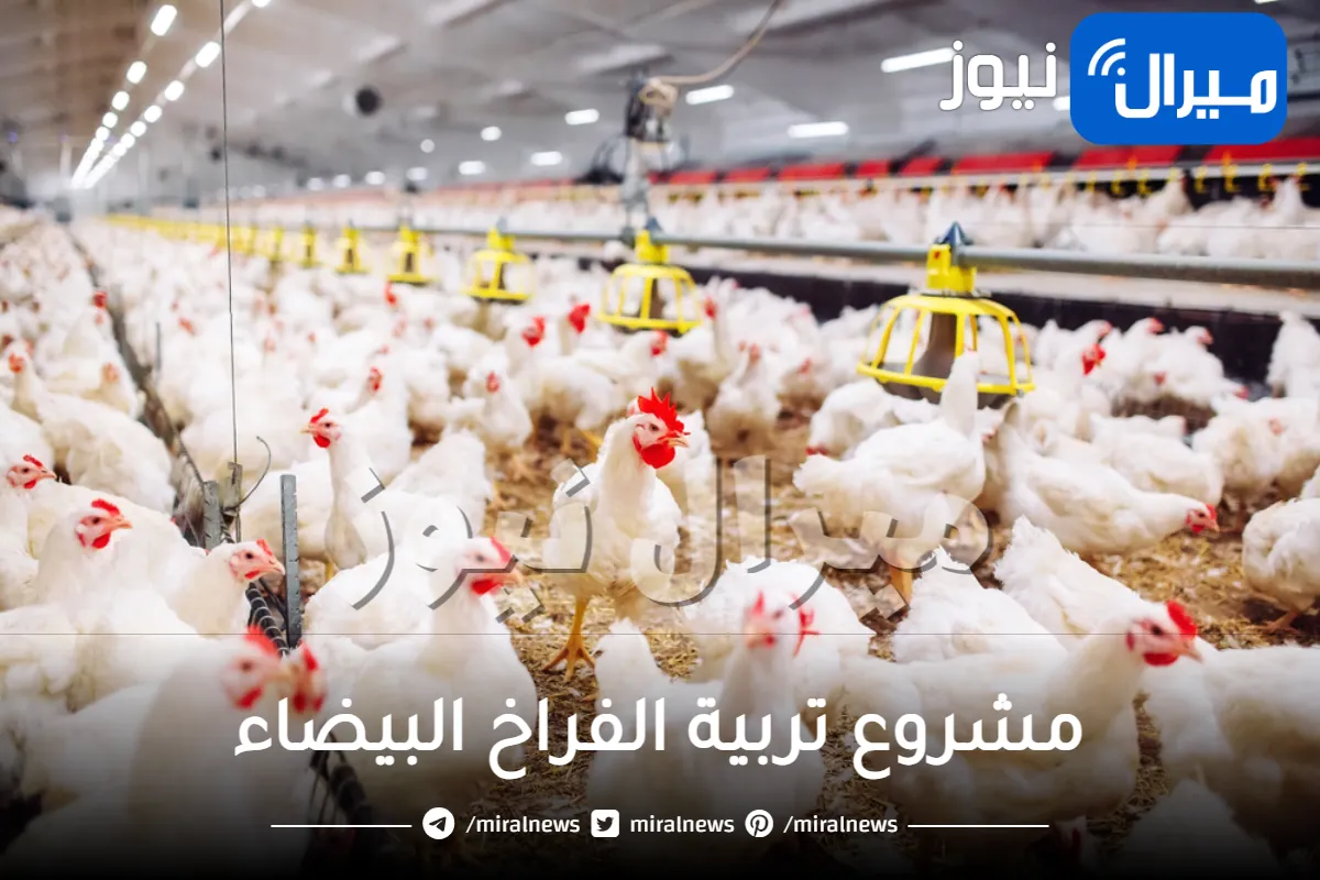 مشروع تربية الفراخ البيضاء