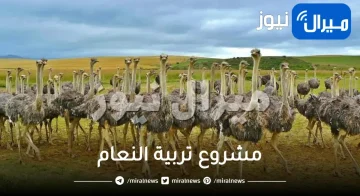 مشروع تربية النعام