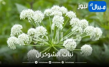 نبات الشوكران