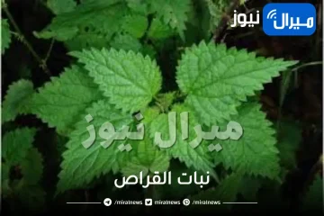 نبات القراص