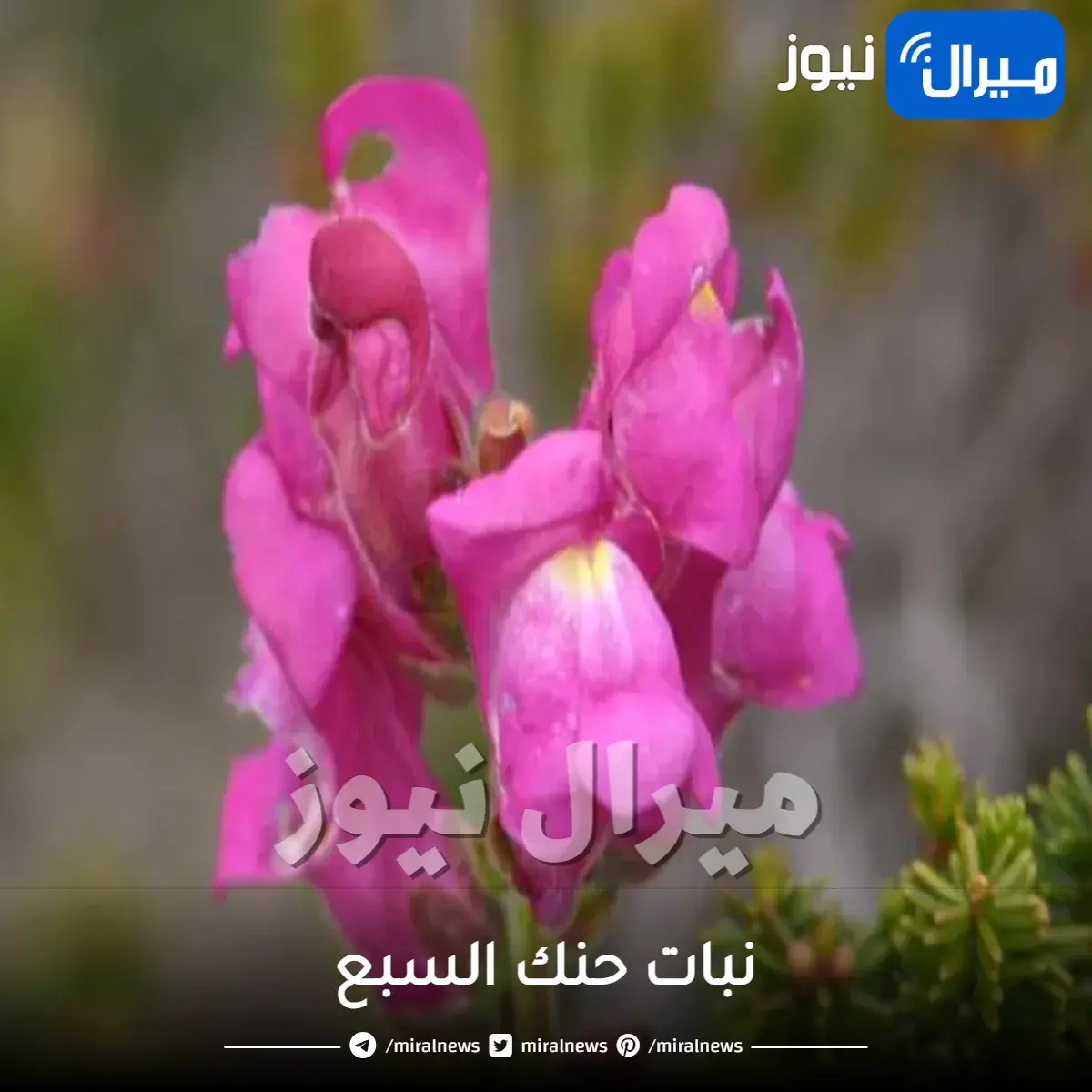 نبات حنك السبع