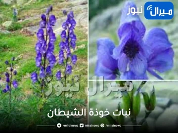 نبات خوذة الشيطان