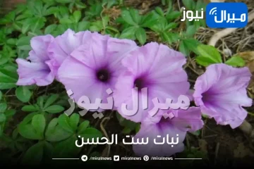 نبات ست الحسن