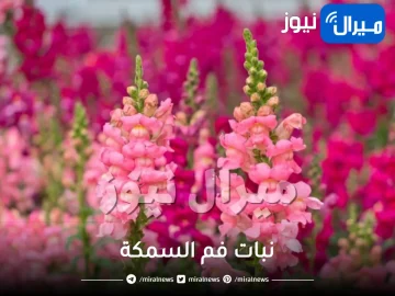 نبات فم السمكة