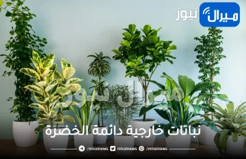 نباتات خارجية دائمة الخضرة