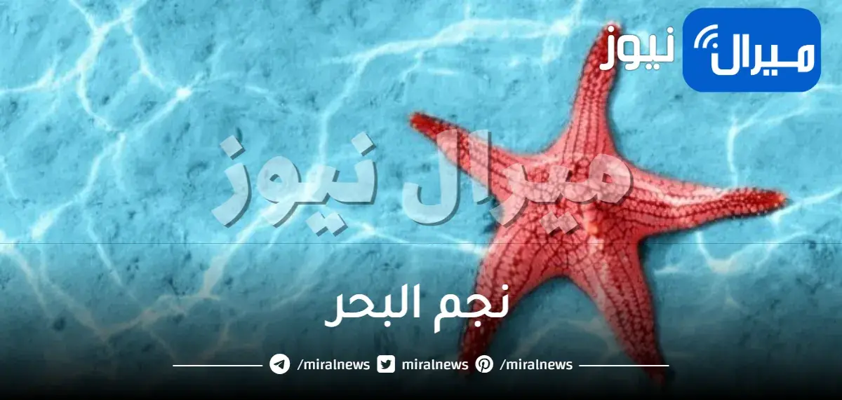 نجم البحر