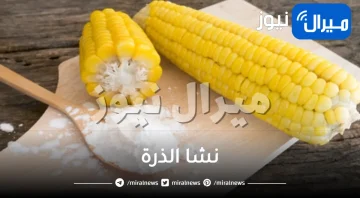 نشا الذرة