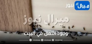 هل وجود النمل في البيت خير أم شر