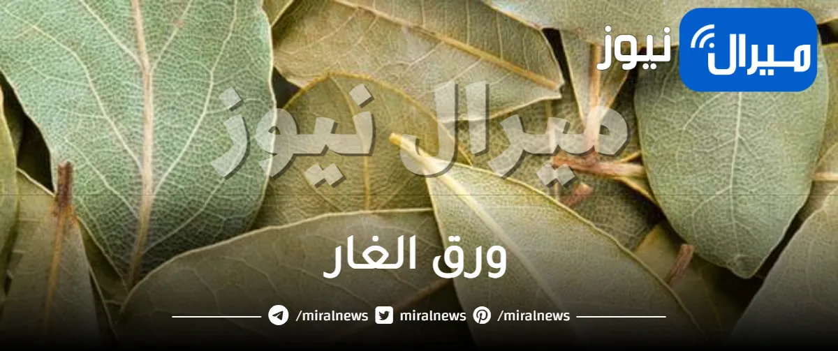 ماذا يحدث لجسمك عند شرب منقوع ورق الغار قبل النوم؟ فوائد مذهلة وأضرار يجب الحذر منها
