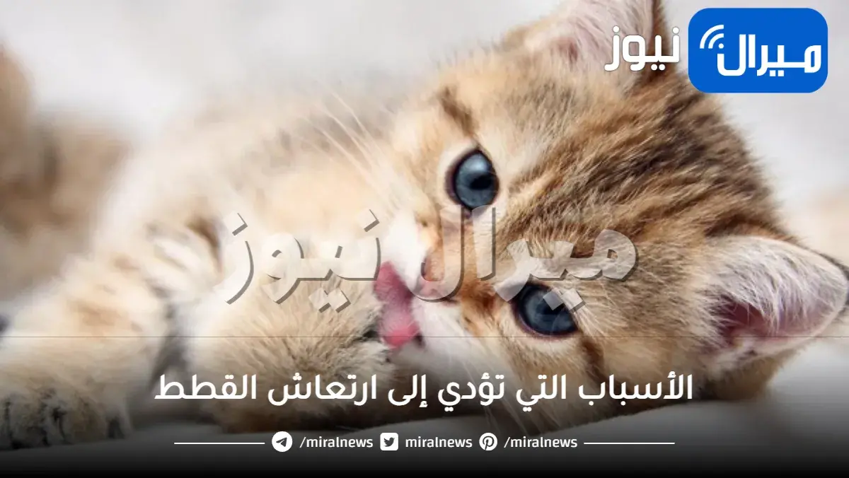 الأسباب التي تؤدي إلى ارتعاش القطط