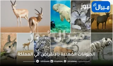 الحيوانات المهددة بالانقراض في المملكة والجهود المبذولة للحفاظ عليها موضوع