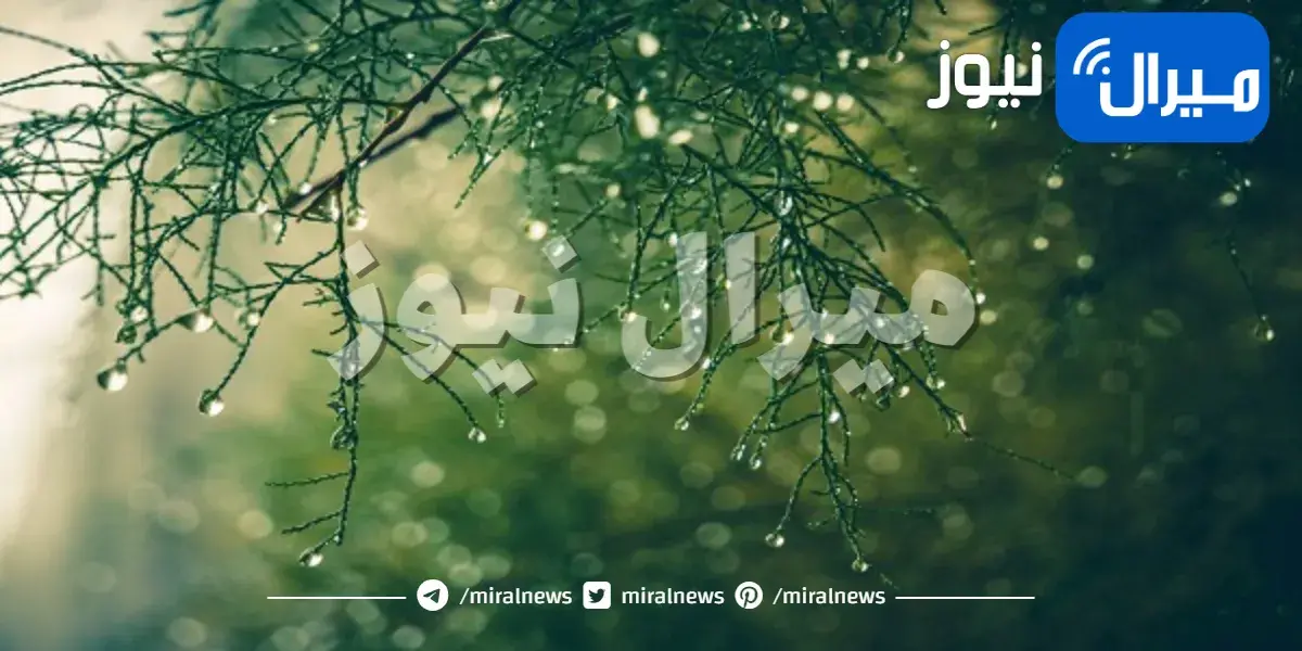 السبب وراء رائحة الأمطار