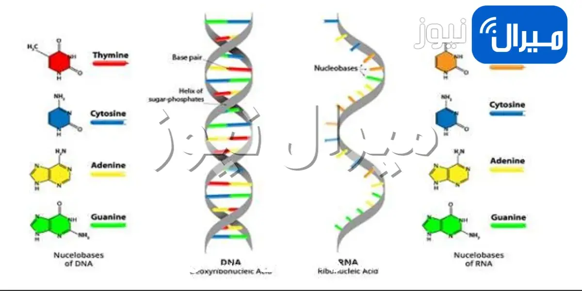 الفرق بين الـ DNA و الـ RNA