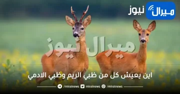 اين يعيش كل من ظبي الريم وظبي الادمي حل اجتماعيات ثالث متوسط ف1