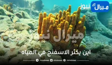 اين يكثر الاسفنج في المياه