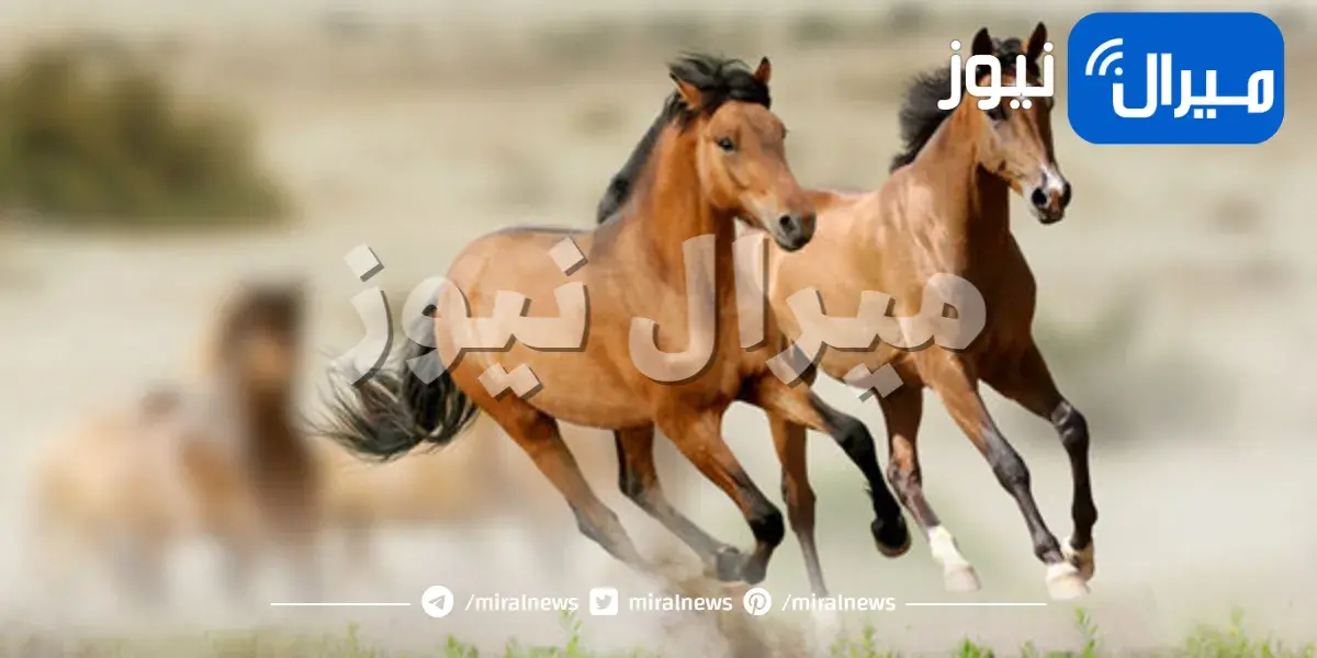حقائق شيقة عن الخيول