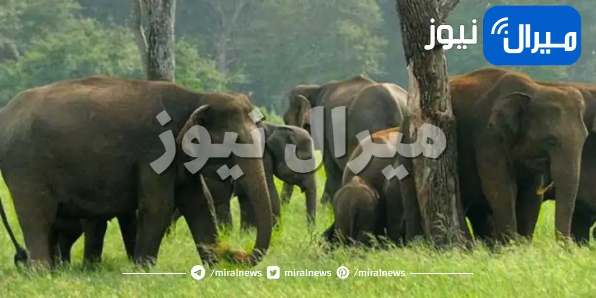 10 حقائق لا تعرفها عن الأفيال