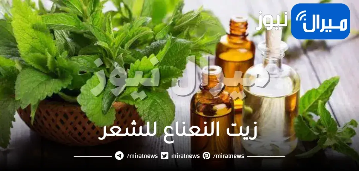 فوائد زيت النعناع للشعر الخفيف والجاف والدهني وكيفية استخدامه