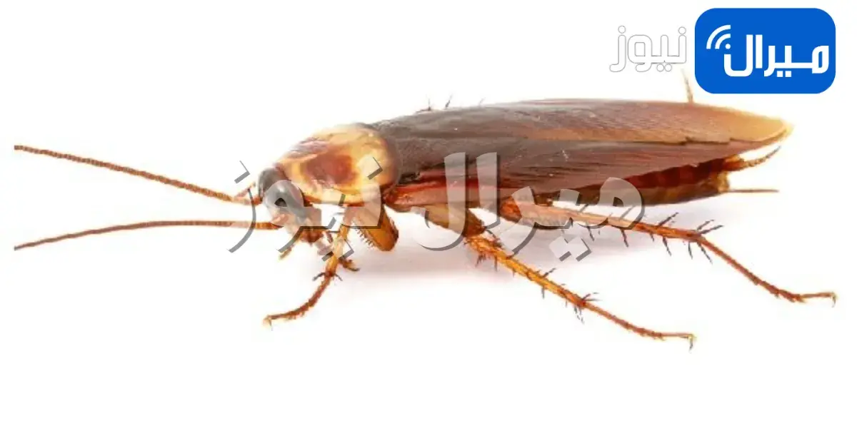 طرق فعالة للتخلص من الصراصير للأبد