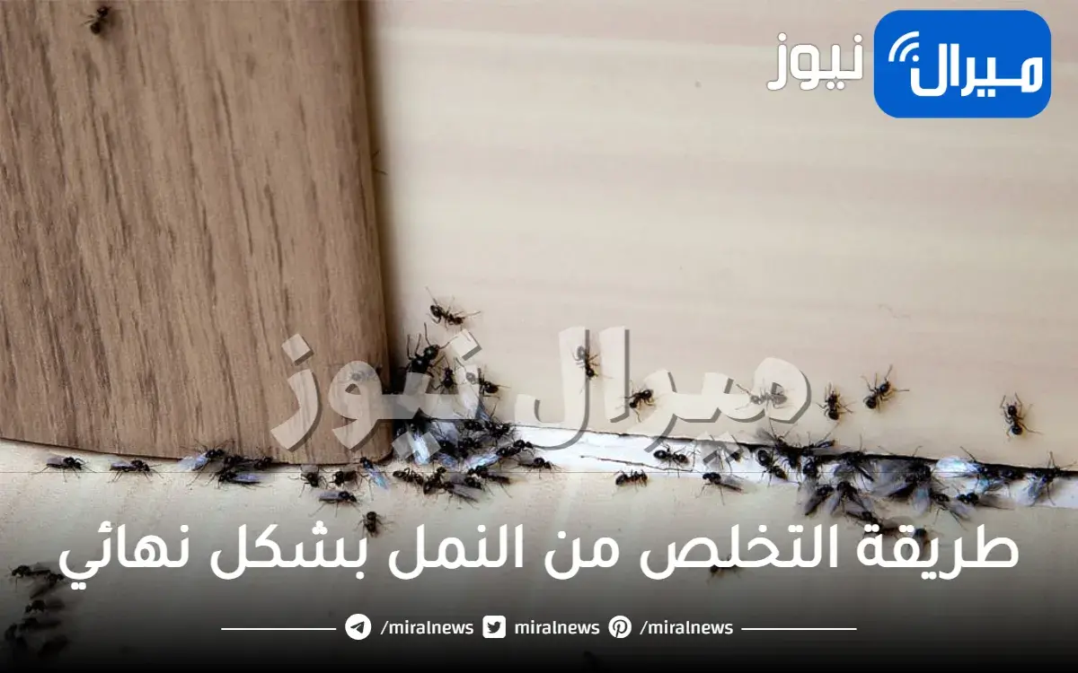 طريقة التخلص من النمل بشكل نهائي