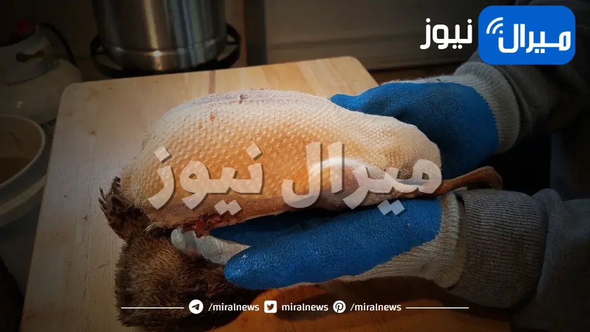 طريقة تنظيف البط ونزع الريش بسهولة