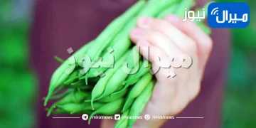 طريقة زراعة الفاصوليا في المنزل