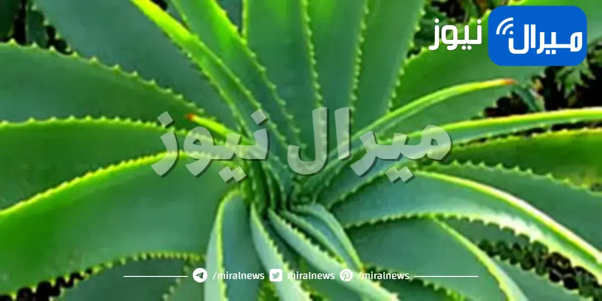 طريقة زراعة نبات الألوفيرا في المنزل