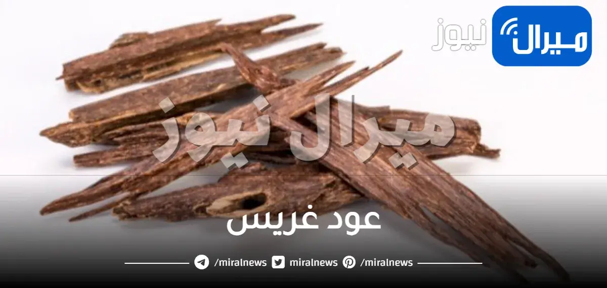 7 فوائد لعشبة عود غريس للبشرة والجسم تعرفي عليها وإلى كيفية استخدامها