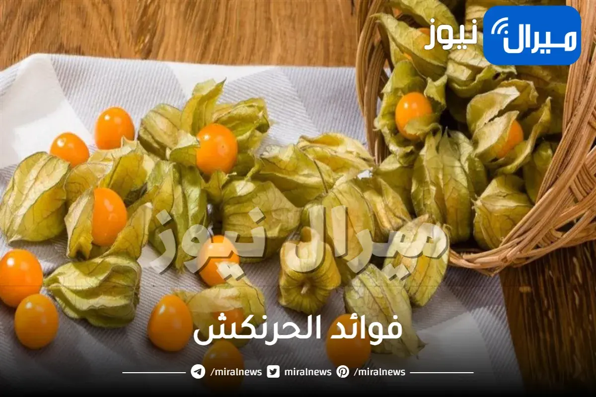 فوائد الحرنكش للرجيم والتخسيس السريع واضرراره