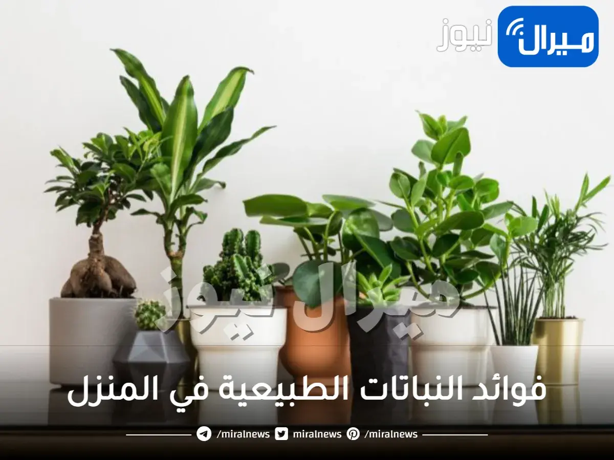 فوائد النباتات الطبيعية في المنزل