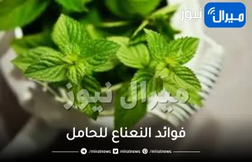 فوائد النعناع للحامل والجنين وأضراره