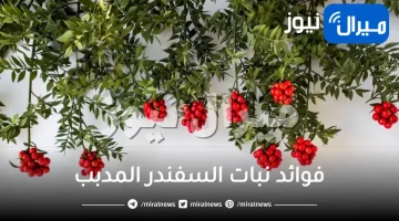 فوائد نبات السفندر المدبب