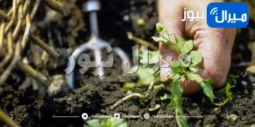 كيف تتخلص من الأعشاب الضارة الموجودة في حديقتك