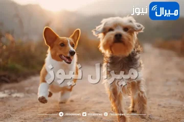 كيف تكون لطيفًا مع حيوانك المنزلي