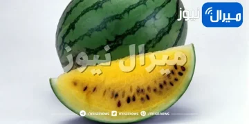 ما هو البطيخ الأصفر واختلافه عن البطيخ الأحمر ؟